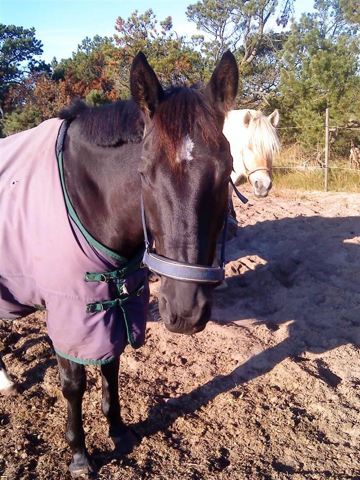 Anden særlig race Kordian gammel part billede 3