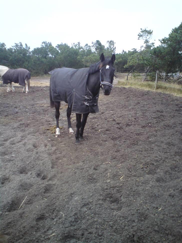 Anden særlig race Kordian gammel part billede 4