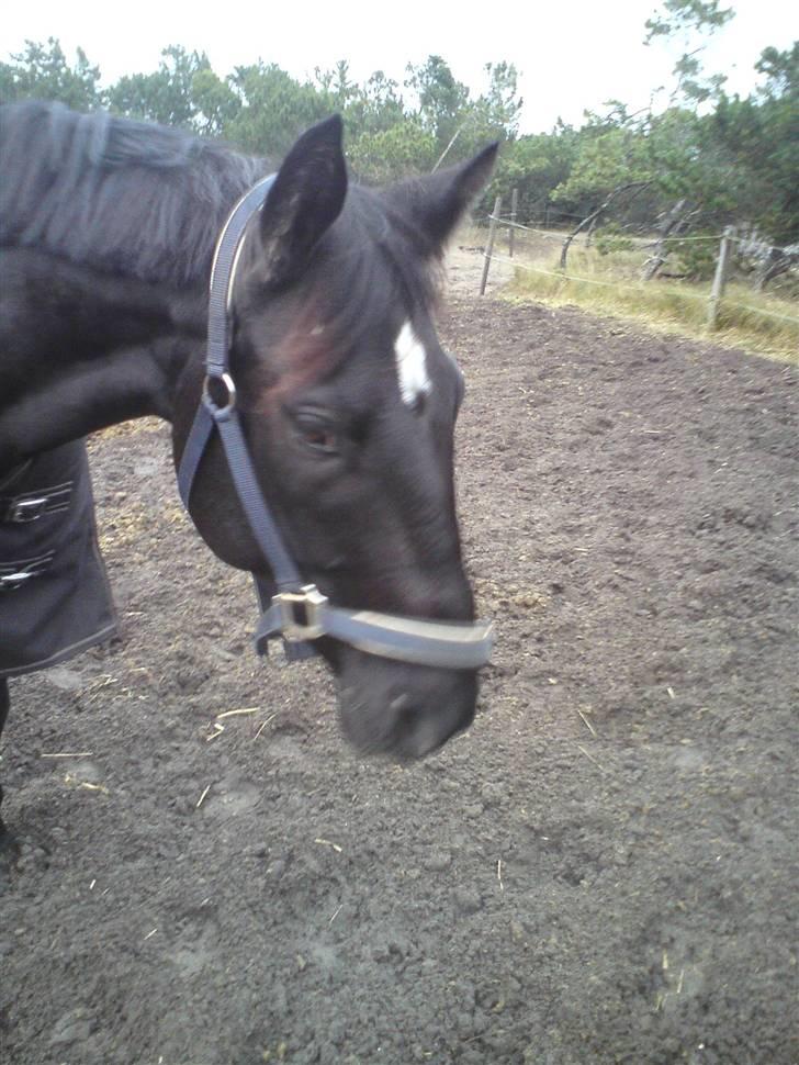 Anden særlig race Kordian gammel part billede 5