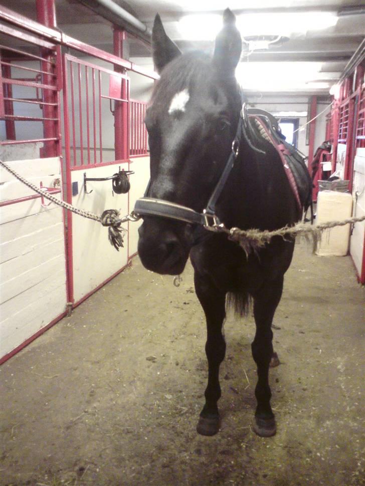 Anden særlig race Kordian gammel part billede 6