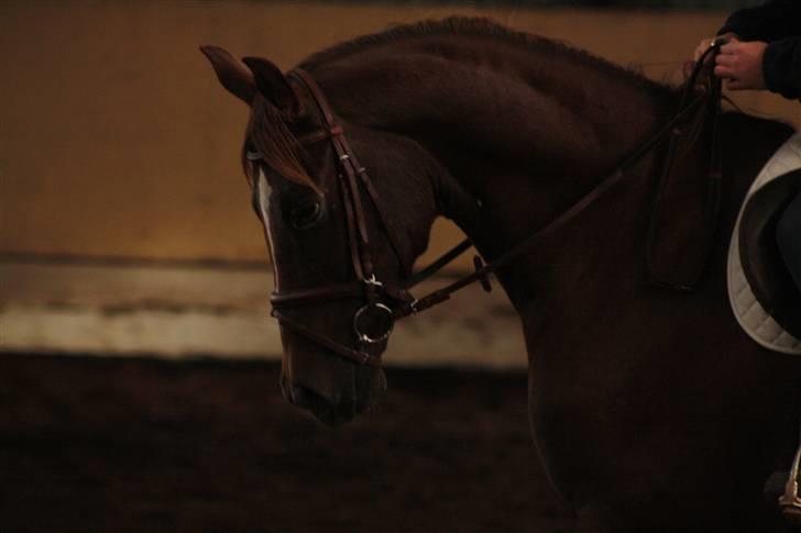 Hannoveraner Donner-Surprise <3 SAVNET billede 13