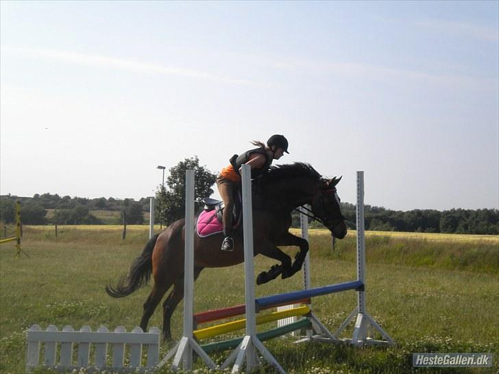 Anden særlig race Lovis [Mies hest](Solgt) - Nr. 11:  billede 11