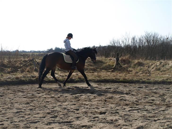 Anden særlig race Lovis [Mies hest](Solgt) - Nr.12 billede 12