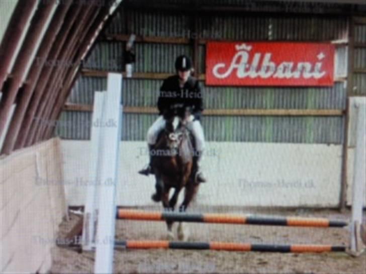 Welsh Cob (sec D) Talon Toreth *savnet* - hoppe ka vi os? billede 16