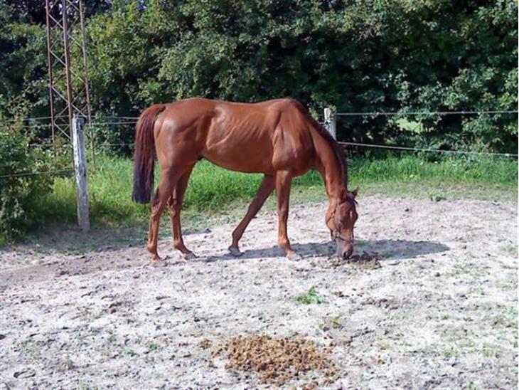 {{currentPhoto.altText}} billede {{currentPhoto.number}}