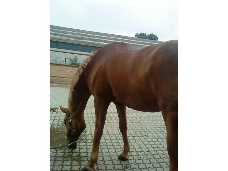 {{currentPhoto.altText}} billede {{currentPhoto.number}}