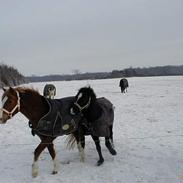 Anden særlig race Napolion  (solgt)