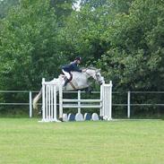 Anden særlig race Baltic Snowflake