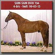 Dansk Varmblod Sekim