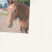 Dansk Varmblod Sekim