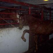 Dansk Varmblod Sekim