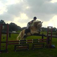 Haflinger Jupiter's Bonanza