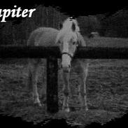 Haflinger Jupiter's Bonanza