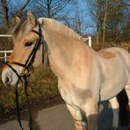 Fjordhest Janus Greis