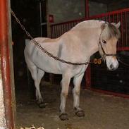 Fjordhest Janus Greis