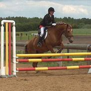 Welsh Cob (sec D) Rudi - SOLGT