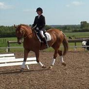 Welsh Cob (sec D) Rudi - SOLGT