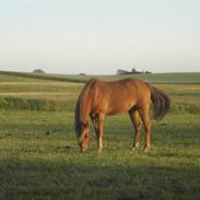 New Forest Walker