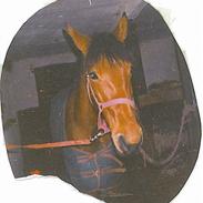 Standardbred ¨˜”°º• Ulrikka(solgt)•º°”