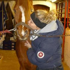 Tysk Sportspony Grand Prix 56 