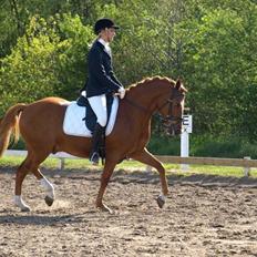 Tysk Sportspony Grand Prix 56 