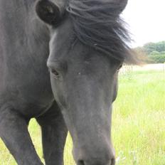 Shetlænder sonny boy