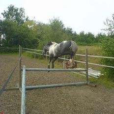 Anden særlig race Jomfru Tonka *Solgt'
