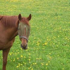 Anden særlig race Red Power *DøD*