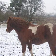 Pinto Philip ¨Solgt¨