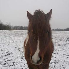 Pinto Philip ¨Solgt¨