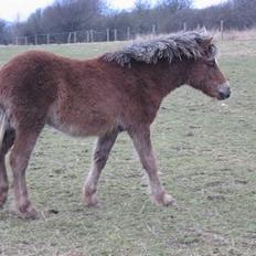 Anden særlig race Muschu || solgt