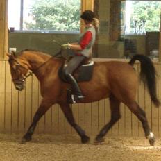 Anden særlig race Marquist 