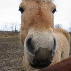 Fjordhest Lukas ¨solgt¨