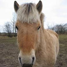Fjordhest Lukas ¨solgt¨