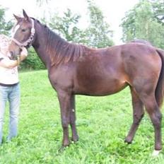 Oldenborg Kyringegårds Debbie