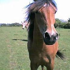 Pinto Nikita ¨Solgt¨