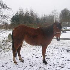 Pinto Nikita ¨Solgt¨