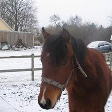 Pinto Nikita ¨Solgt¨