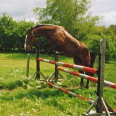 Dansk Varmblod Stagsted's Magic