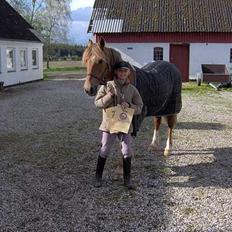 Welsh Cob (sec D) Rudi - SOLGT