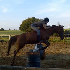 Arabisk fuldblod (OX) Splint