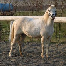 Welsh Mountain (sec A) Cinderella(solgt)