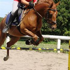 Anden særlig race Hercules