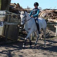 Anden særlig race Juwel "SOLGT :( "