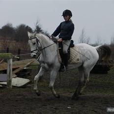 Anden særlig race Juwel "SOLGT :( "