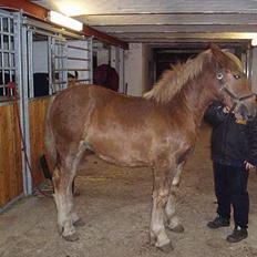 Schleswiger Zimtbluete / Den Bette