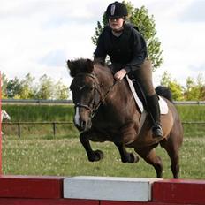 Anden særlig race Santos ¤Rideskole hest¤