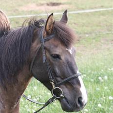 Anden særlig race Santos ¤Rideskole hest¤