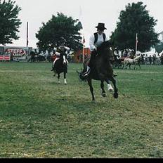 Welsh Cob (sec D) Alvediston Mair R.I.P.