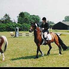 Welsh Cob (sec D) Alvediston Mair R.I.P.